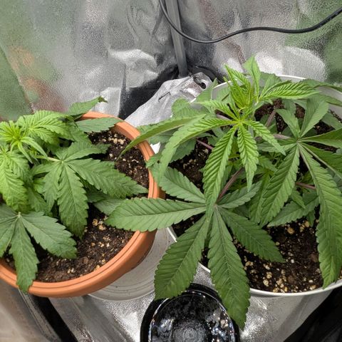 Skunk growlog timeline photo