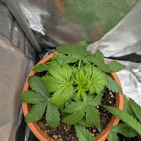 Skunk growlog timeline photo