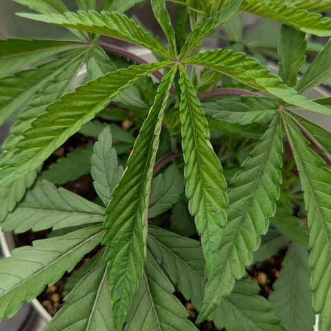 Skunk growlog photo: Dopo aver portato il led a 80W, la mattina trovo foglie arricciate, la notte le temperature sono arrivate a 28-29. Riporto la luce a 50-60W
