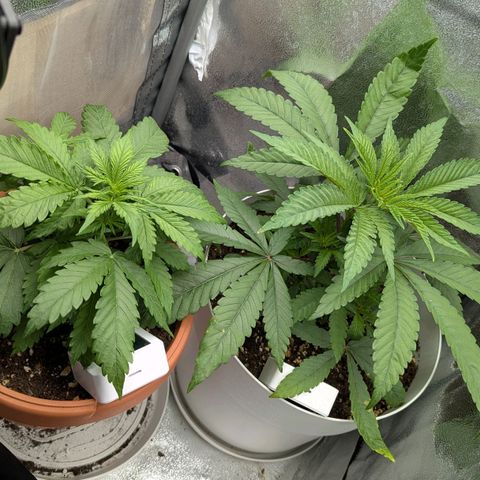 Skunk growlog photo: Scattata all'una di notte. Il giorno dopo le foglie erano tutte accartocciate. Non riesco a capire il motivo. Temperatura intorno ai 35° con una bottiglia d'acqua congelata all'interno. Forse falsa la temperatura del termostato ed era troppo alta? Forse il lag di accensione delle ventoline causa continui sbalzi termici? Mah!