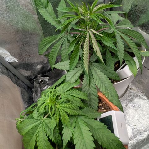 Skunk growlog photo: Foglia accartocciate dopo la notte, forse troppo caldo