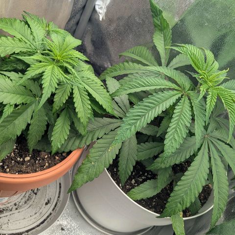 Skunk growlog photo: Domenica sera, si sono riprese alla grande. Era una questione di temperatura.