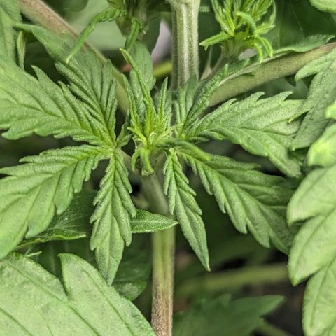 Skunk growlog photo: Skunk mostra segni di pre-fioritura
