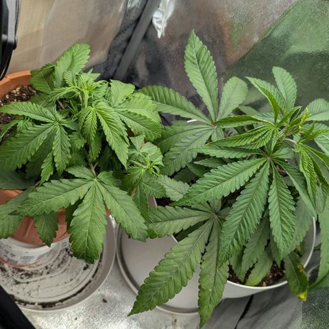 Skunk growlog photo: La Mattina al risveglio trovo sempre le piante un po' mosce