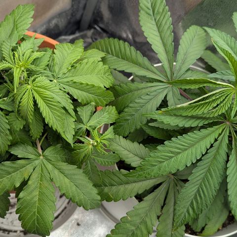 Skunk growlog photo: La Mattina al risveglio trovo sempre le piante un po' mosce