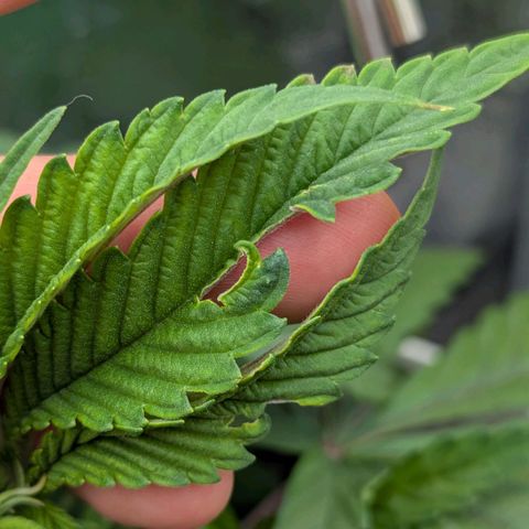 Blueberry 🫐 growlog photo: Foglie mangiucchiate e non capisco la causa