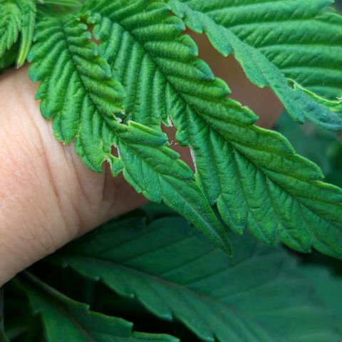 Blueberry 🫐 growlog photo: Foglie mangiucchiate e non capisco la causa