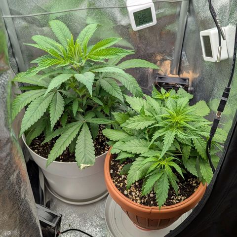 Skunk growlog photo: Dopo la prima notte 12 ore di buio e abboondante umidità.