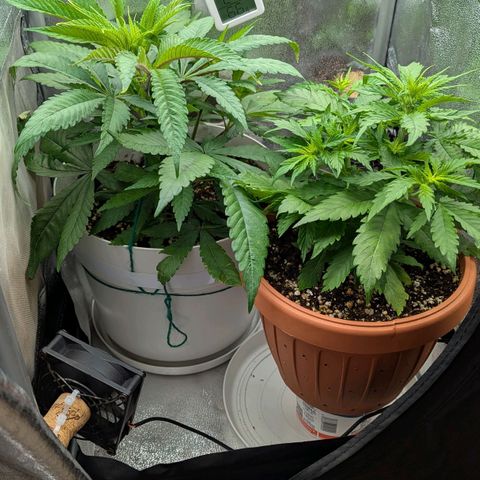 Skunk growlog photo: 8 di mattina, subito dopo la notte 12/12