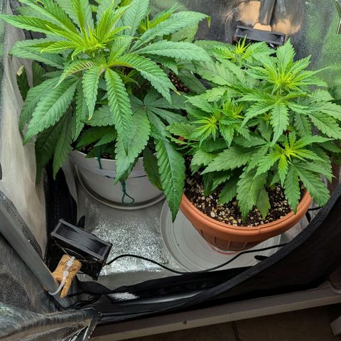Skunk growlog photo: 8 di mattina, subito dopo la notte 12/12