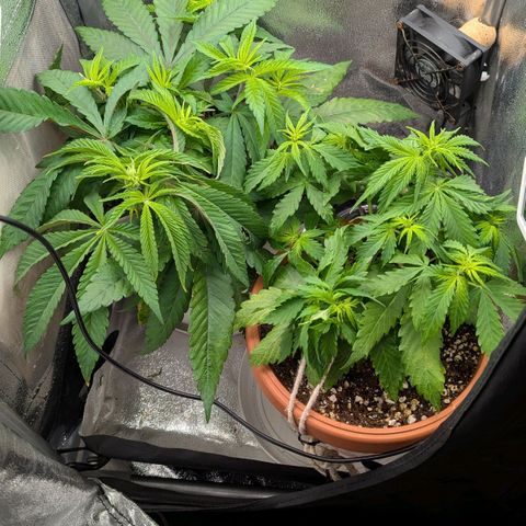 Skunk growlog timeline photo