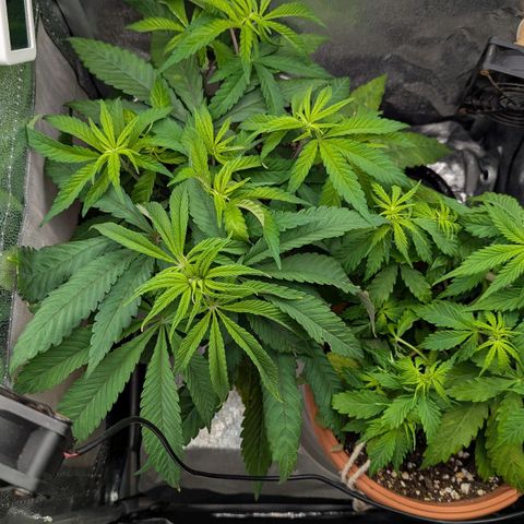 Skunk growlog photo: Dopo la notte, 8 di mattina.
Temperatura notturna 21-22 e umidità molto alta (stranamente)
