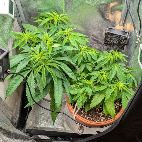 Skunk growlog photo: Dopo la notte, 8 di mattina.
Temperatura notturna 21-22 e umidità molto alta (stranamente)