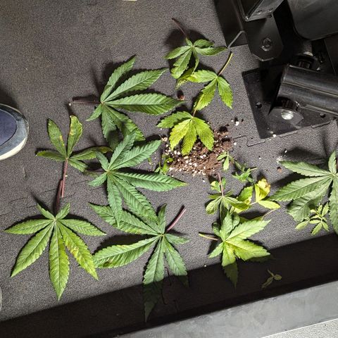 Skunk growlog photo: Dopo la potatura