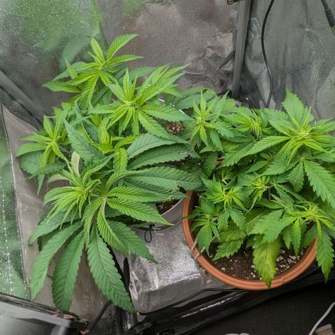 Skunk growlog photo: Dopo la potatura