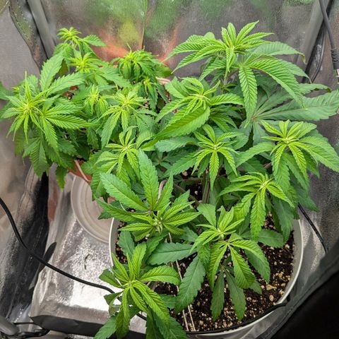 Skunk growlog timeline photo