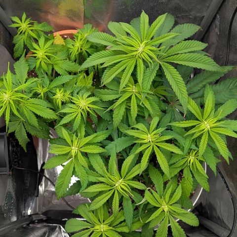 Skunk growlog photo: Blueberry vaso bianco, Sweet Skunk dietro vaso piccolo marrone