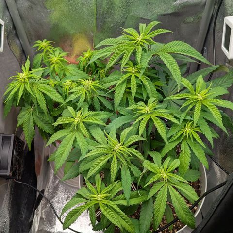 Skunk growlog photo: Blueberry vaso bianco, Sweet Skunk dietro vaso piccolo marrone