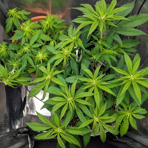 Skunk growlog photo: Ore 15:00 porto il led a 120W, potatura e LST