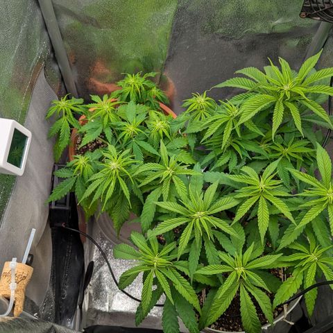 Skunk growlog photo: prima dell'LST