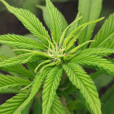 Blueberry 🫐 growlog photo: pistilli blueberry
