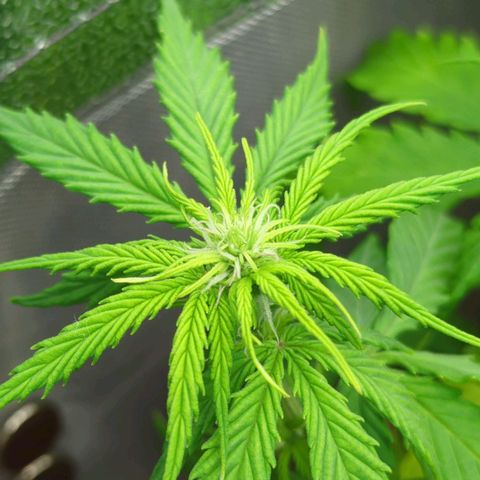 Skunk growlog photo: pistilli skunk