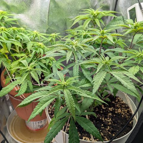 Skunk growlog photo: Ore 12.00 circa. Sembra che le fogli stiano leggermente ingiallendo