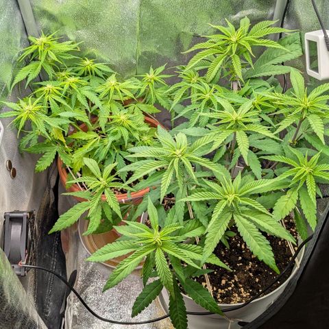 Skunk growlog photo: Ore 12.00 circa. Sembra che le fogli stiano leggermente ingiallendo