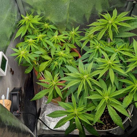 Skunk growlog photo: Ore 12.00 circa. Sembra che le fogli stiano leggermente ingiallendo