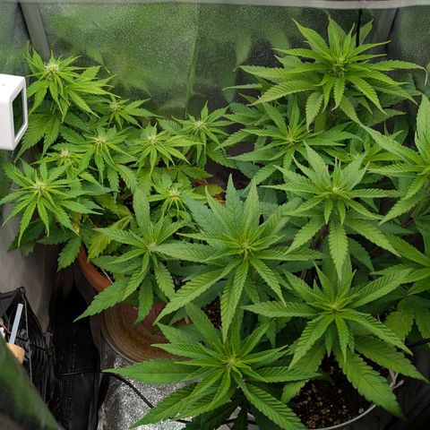 Skunk growlog photo: Dalle 14.30 Led alzato a 150W