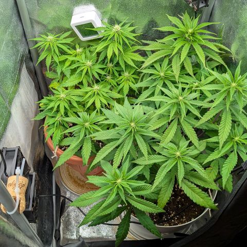 Skunk growlog photo: Ore 14:30
