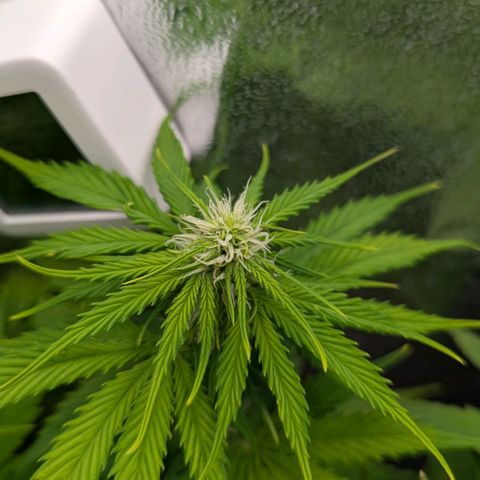 Skunk growlog photo: Skunk in fioritura