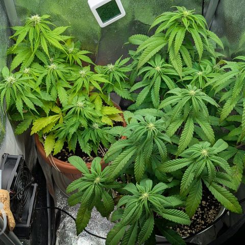 Skunk growlog photo: Ore 11.00. Terreno era asciutto. Irrigato e concimato.