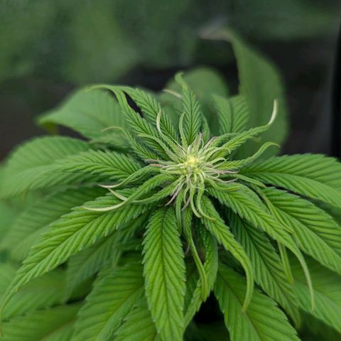 Blueberry 🫐 growlog timeline photo