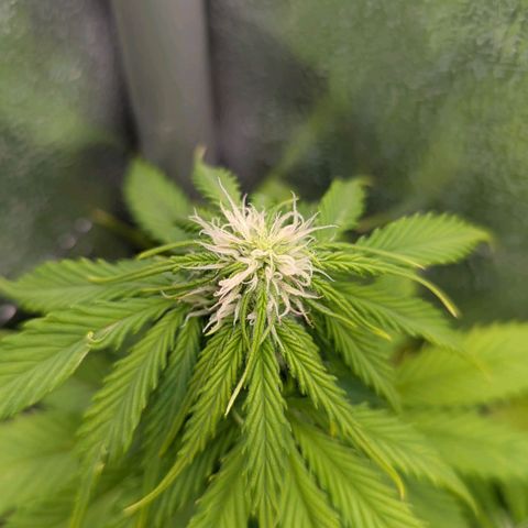 Skunk growlog timeline photo