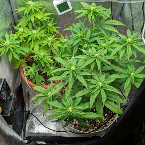 Skunk growlog timeline photo