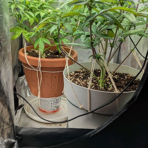 Skunk growlog timeline photo