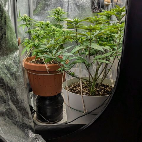 Skunk growlog timeline photo