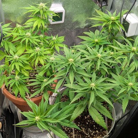 Skunk growlog timeline photo
