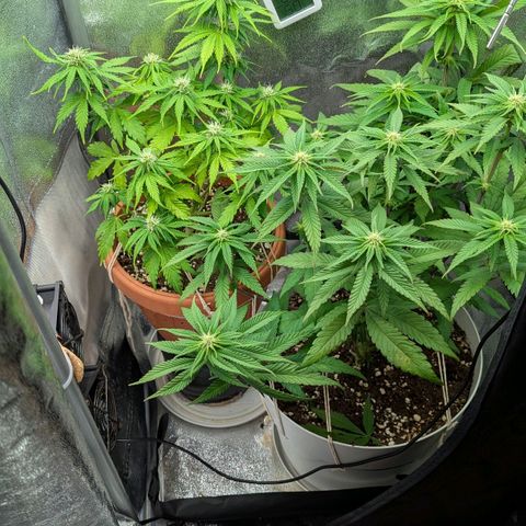 Skunk growlog timeline photo