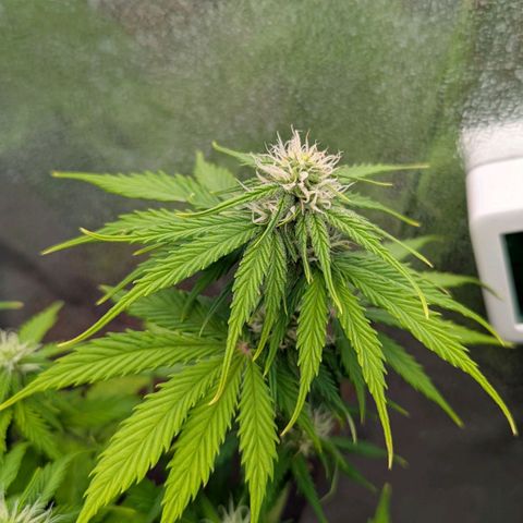 Skunk growlog timeline photo