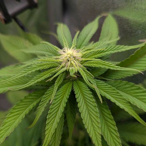 Blueberry 🫐 growlog timeline photo