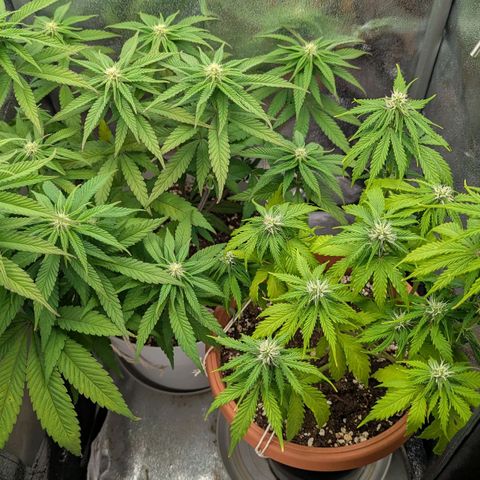 Skunk growlog timeline photo