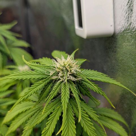Skunk growlog timeline photo