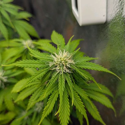 Skunk growlog timeline photo