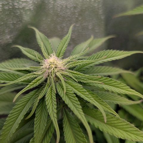 Blueberry 🫐 growlog timeline photo
