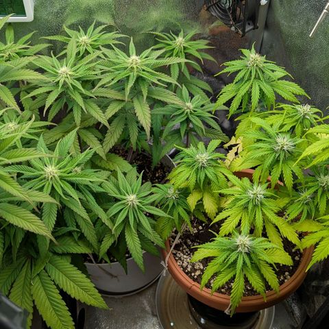 Skunk growlog timeline photo