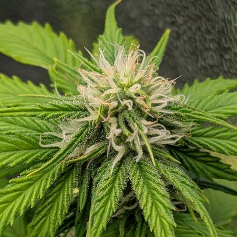 Skunk growlog timeline photo