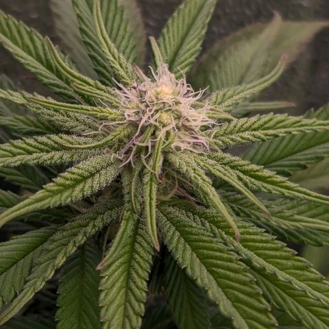 Blueberry 🫐 growlog timeline photo