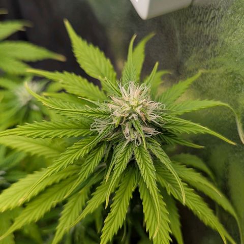Skunk growlog timeline photo